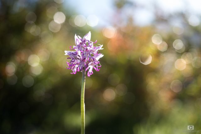 Orchis singe